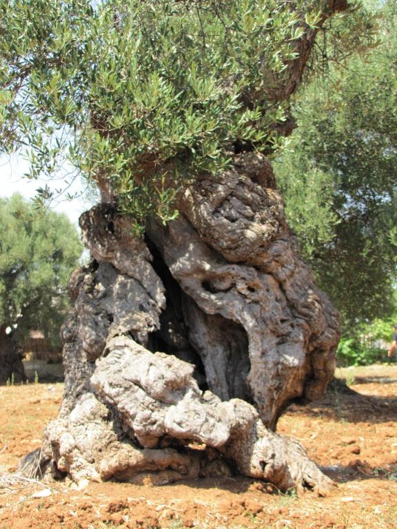 Antica Masseria Carparelli Konuk evi Ostuni Dış mekan fotoğraf
