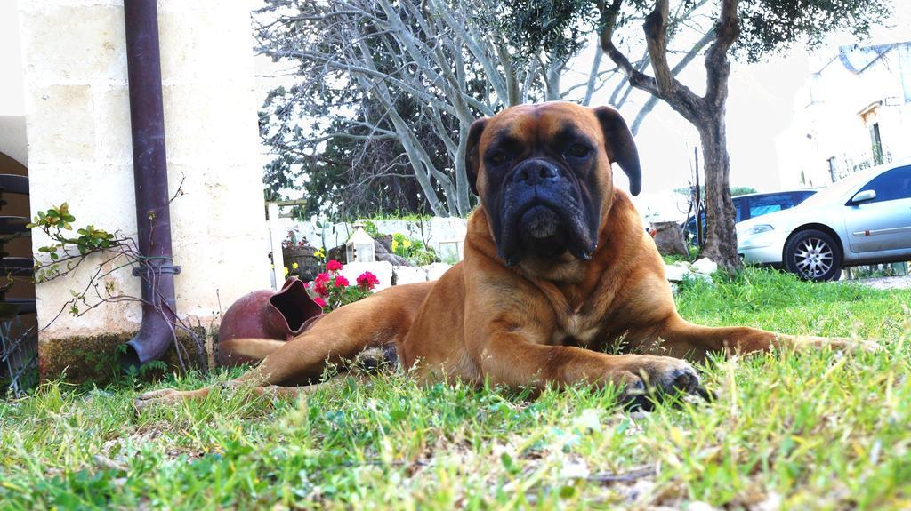 Antica Masseria Carparelli Konuk evi Ostuni Dış mekan fotoğraf