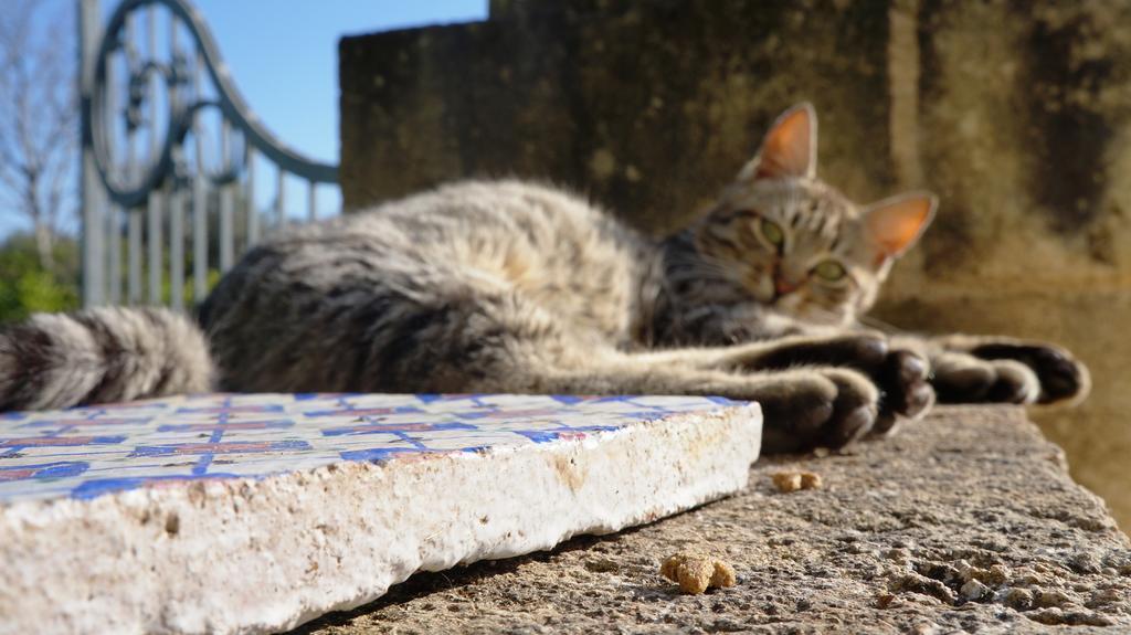Antica Masseria Carparelli Konuk evi Ostuni Dış mekan fotoğraf